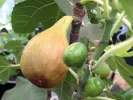 Bio Figovník (Ficus carica) BORNHOLM - Tutifruti SK
