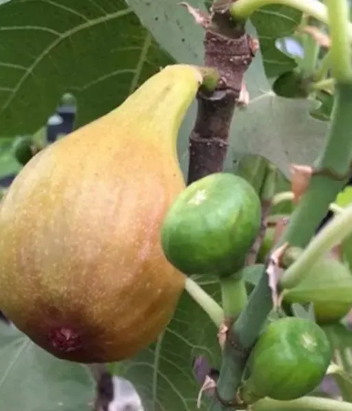 Bio Figovník (Ficus carica) BORNHOLM - Tutifruti SK