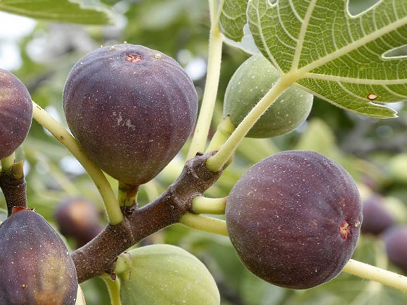 Bio Feigenbaum (Ficus carica) BROWN TURKEY