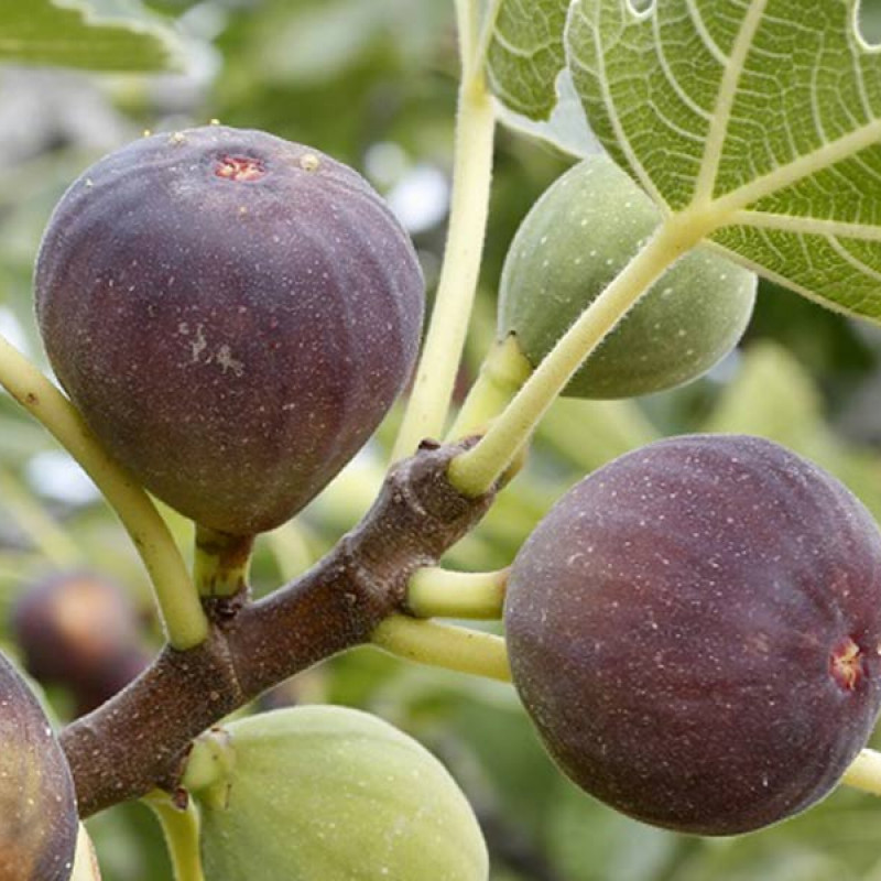 Bio Feigenbaum (Ficus carica) BROWN TURKEY