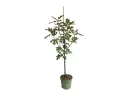 Bio Feigenbaum (Ficus carica) PERETTA - Tutifruti SK