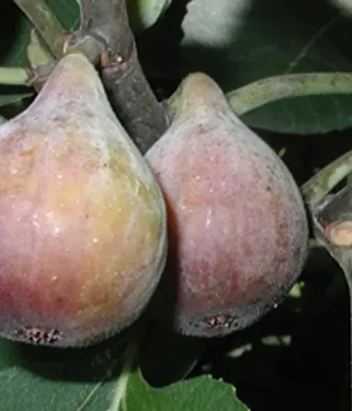 Fig Tree (Ficus carica) CELESTE - SK Matej Hornák