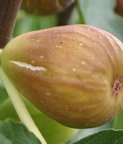 Figovník (Ficus carica) DORÉE
