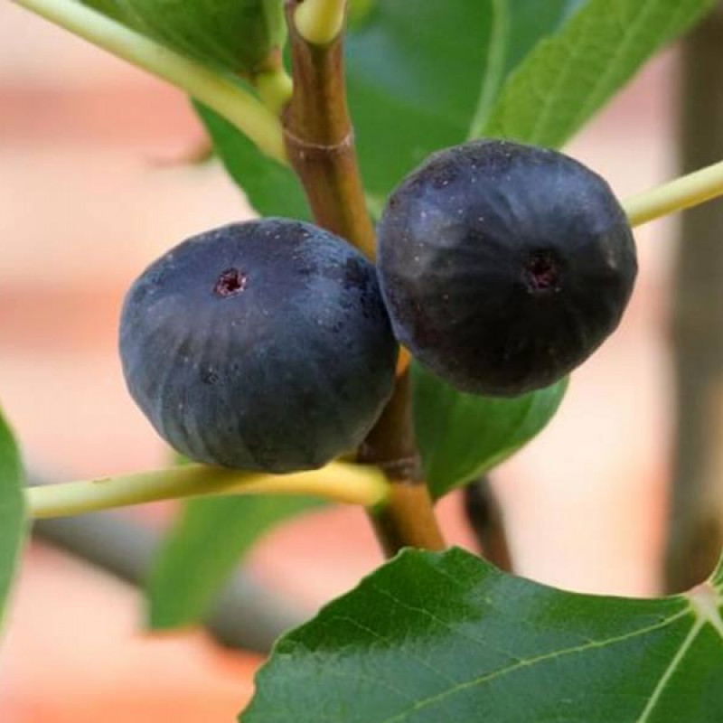 Feigenbaum (Ficus carica) MORENA