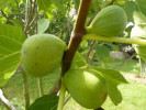 Bio Feigenbaum (Ficus carica) DESERT KING