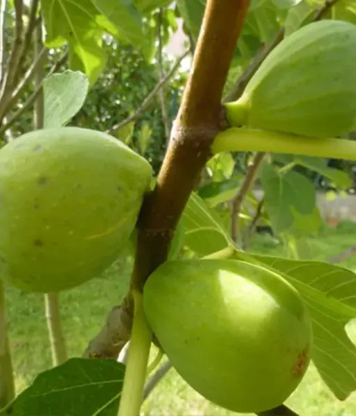 Bio Figovník (Ficus carica) DESERT KING