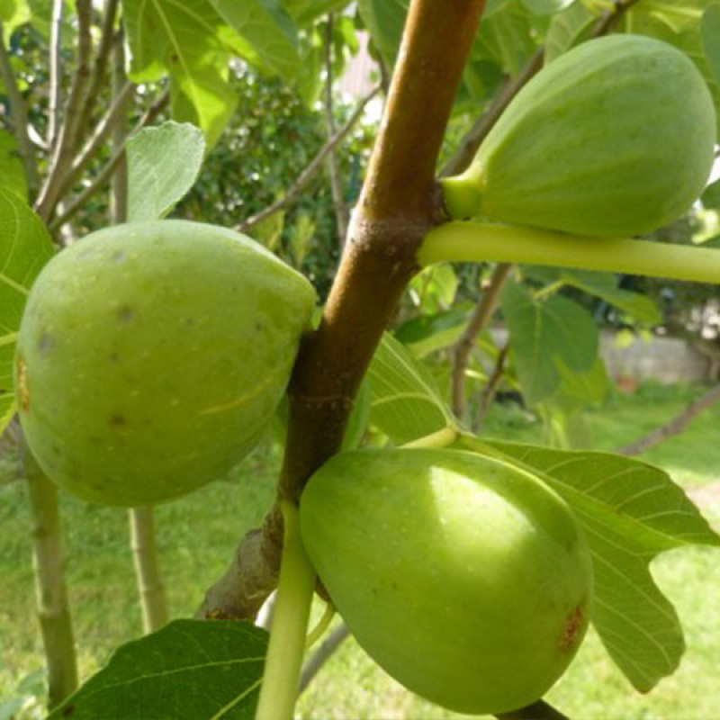 Bio Feigenbaum (Ficus carica) DESERT KING