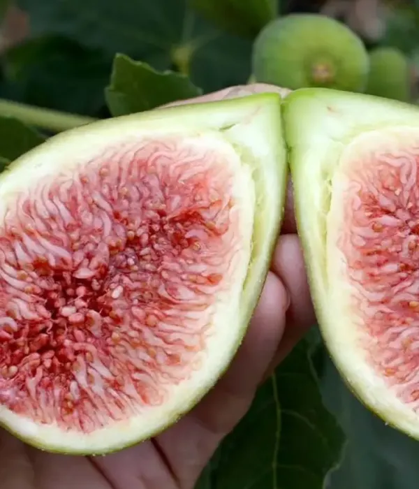 Figovník (Ficus carica) DALMATIE
