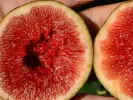 Figovník (Ficus carica) MADELEINE DES DEUX SAISONS