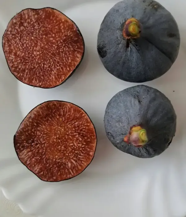 Figovník (Ficus carica) VIOLETTE DE SOLLIÈS
