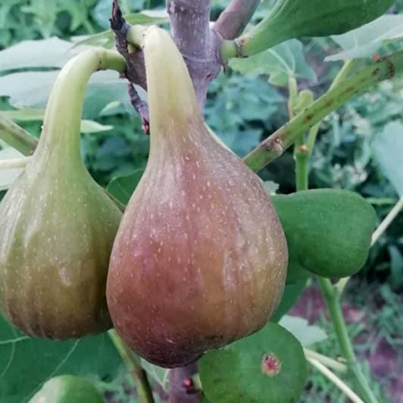 Feigenbaum (Ficus carica) FRANCESCA 