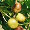 Bio Feigenbaum (Ficus carica) PERETTA