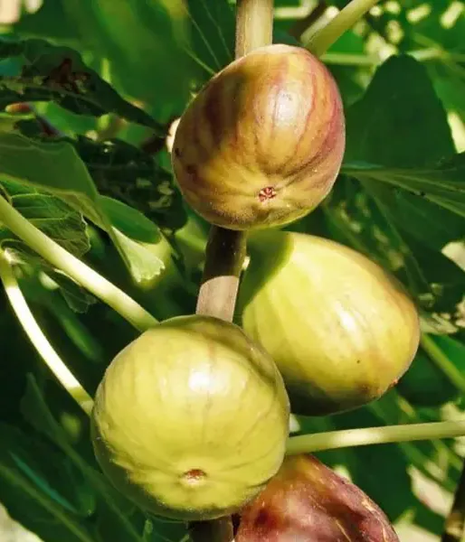 Bio Figovník (Ficus carica) PERETTA