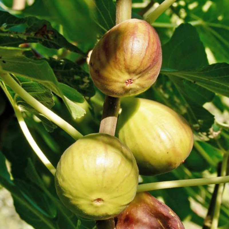 Bio Feigenbaum (Ficus carica) PERETTA