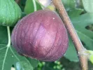 Figovník (Ficus carica) MADELEINE DES DEUX SAISONS