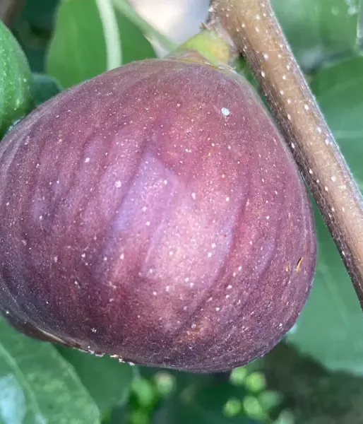 Fig Tree (Ficus carica) MADELEINE DES DEUX SAISONS