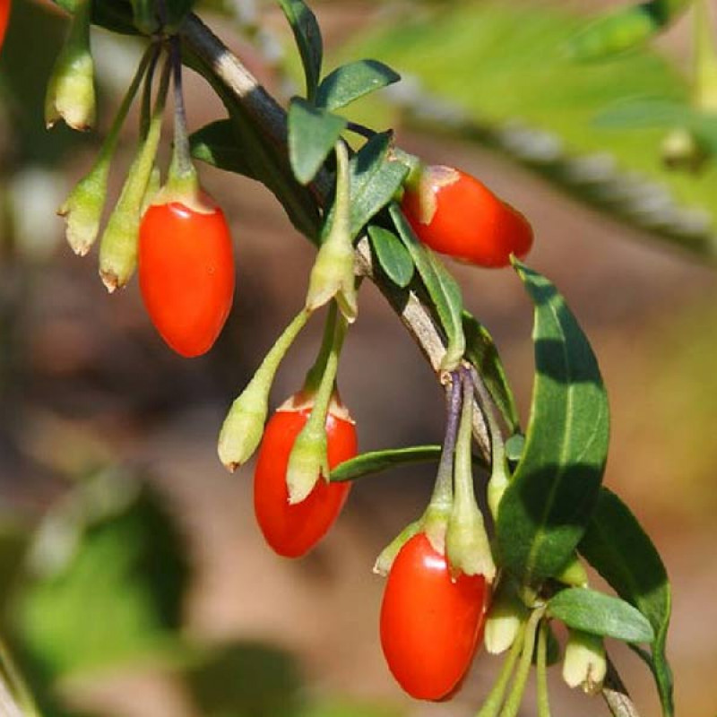 Goji (Lycium barbarum) BIG LIFEBERRY