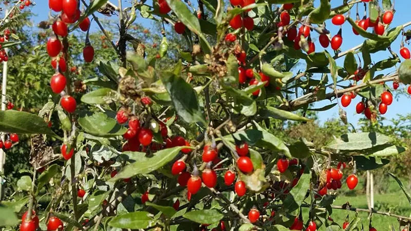Goji (Kustovnica): Veda za účinkami a moderné využitie (2. časť)