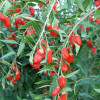 Goji (Lycium barbarum) SWEET LIFEBERRY®