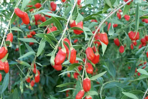 Goji: Die Odyssee eines Superfoods von A bis Z (Teil 3 – Risiken und Zukunft)