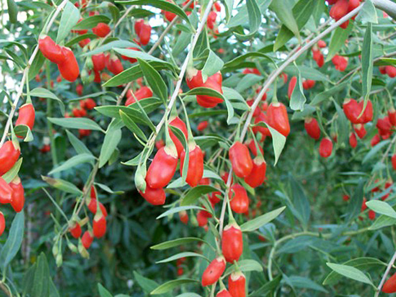 Goji (Lycium barbarum) SWEET LIFEBERRY®