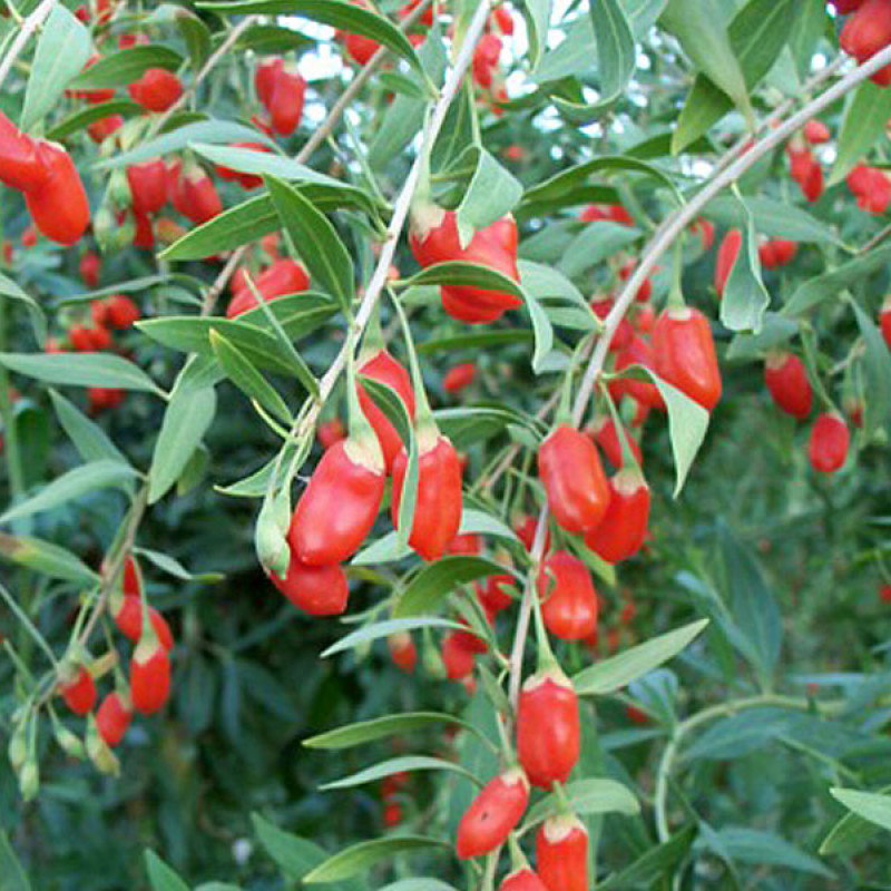 Goji (Lycium barbarum) SWEET LIFEBERRY®