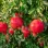 Granatäpfel: Die Top 5 Sorten für Ihren Garten