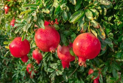 Granatäpfel: Die Top 5 Sorten für Ihren Garten