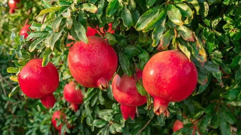 Granatäpfel: Die Top 5 Sorten für Ihren Garten
