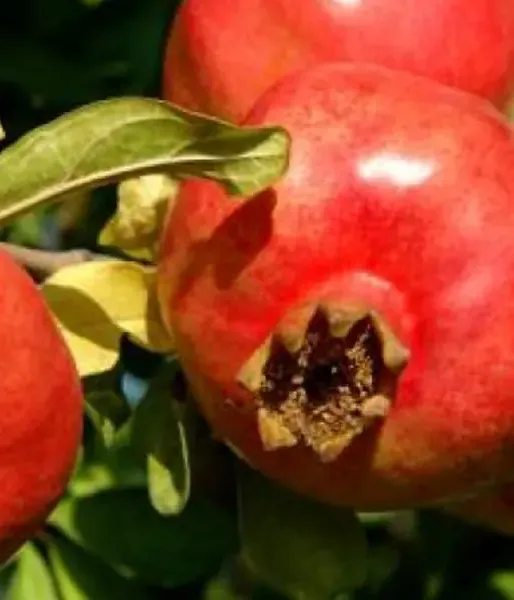 Pomegranate (Punica granatum) ANGEL RED