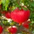 Granatapfel