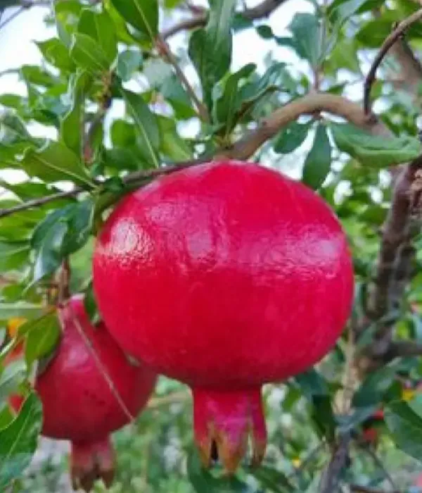 Granatapfel (Punica granatum) ERMIONI