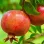 Pomegranates (Part 4): Nikitsky Ranny, Parfianka, Provence, and Russian 26