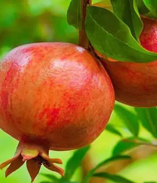 BIO Granatapfel (Punica granatum) MOLLAR