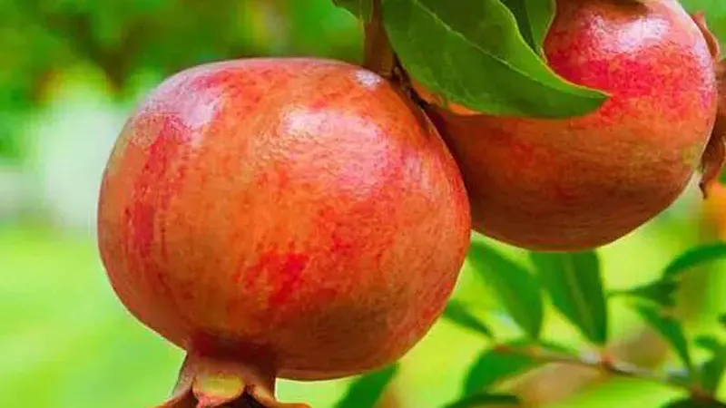 Pomegranates (Part 4): Nikitsky Ranny, Parfianka, Provence, and Russian 26
