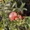Ruby Jewels Acco, Al-Sirin-Nar, Guleysha, Hicaz: A Guide to the World of Pomegranates (Part 2)