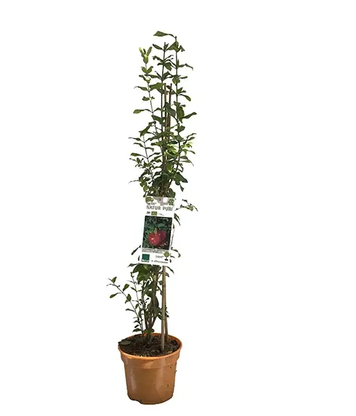 BIO Granatapfel (Punica granatum) MOLLAR