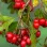 Weißdorn (Crataegus): Gesundheitliche Wirkungen, Verwendung und Sicherheit (Teil 2)