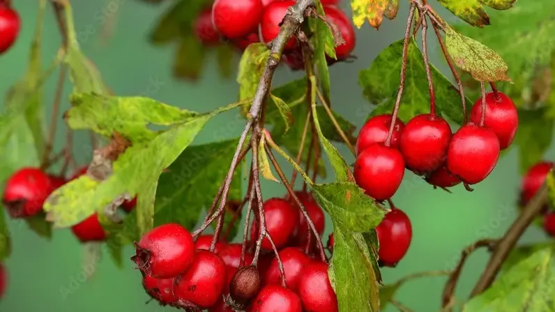 Weißdorn (Crataegus): Gesundheitliche Wirkungen, Verwendung und Sicherheit (Teil 2)