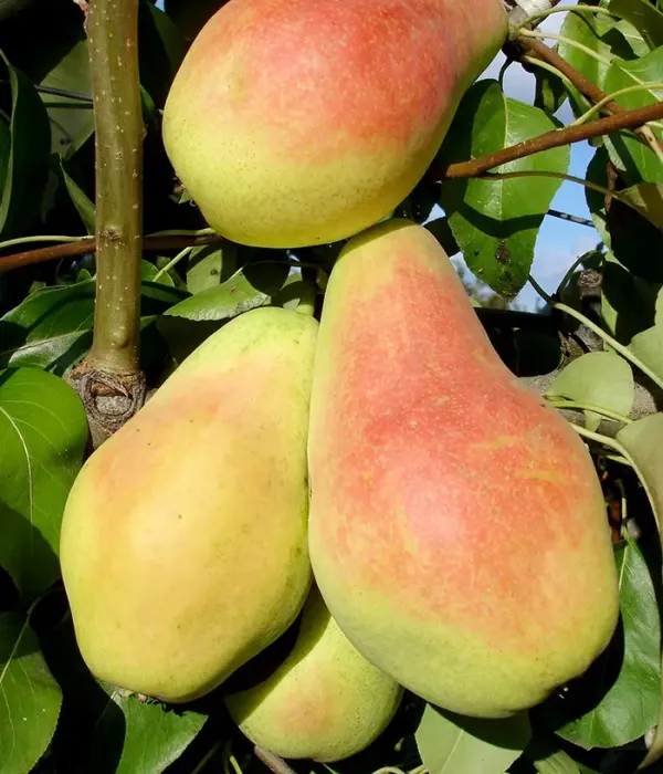Birnenbaum  (Pyrus communis) MONICA