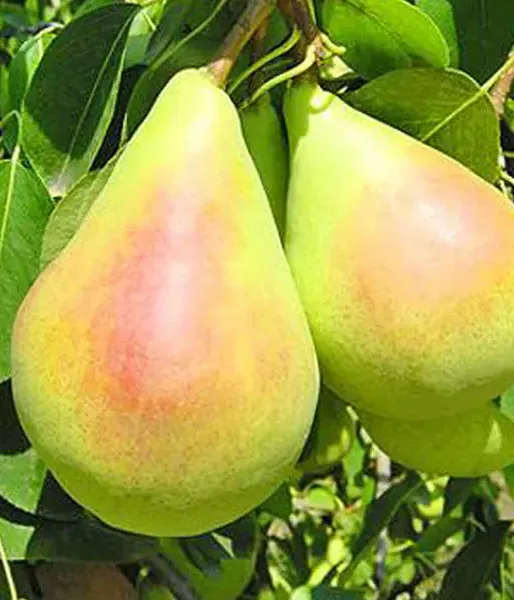 Hruška (Pyrus communis) SANTA MARIA