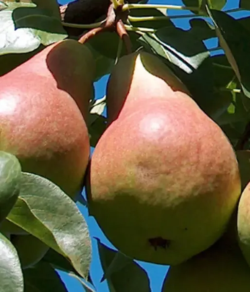Birnenbaum (Pyrus communis) TAJUŠČAJA