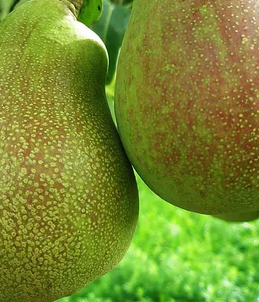 Pear (Pyrus communis) VASARINĒ SVISTINĒ