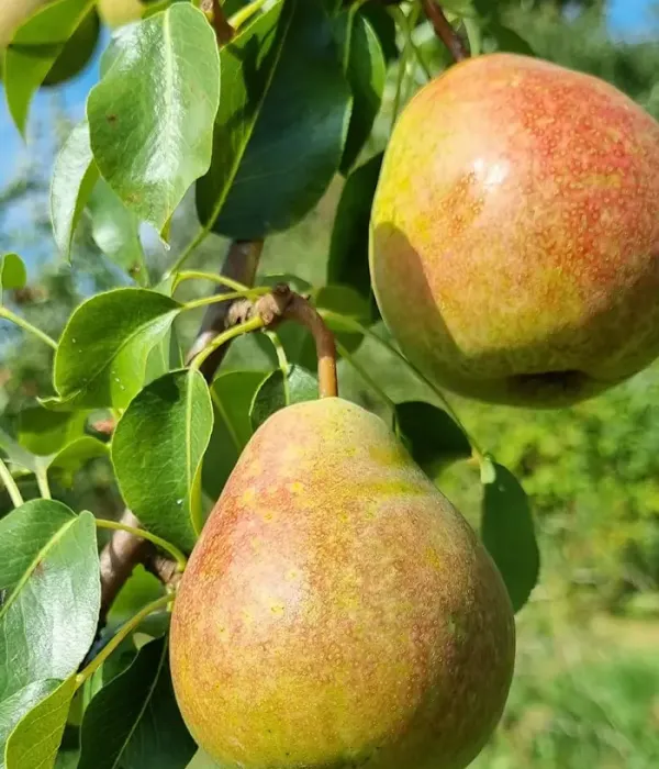 Birnenbaum  (Pyrus communis) ALKA