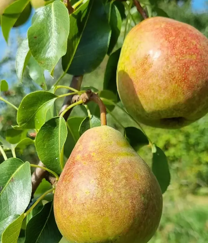 Birnenbaum  (Pyrus communis) ALKA - Tutifruti, s.r.o.
