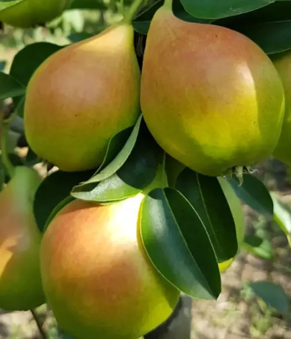 Birnenbaum  (Pyrus communis) ARGESSIS
