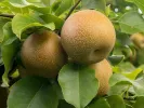 Nashi - Japanische Birnenbaum (Pyrus pyrifolia) CHOJURO - Tutifruti SK