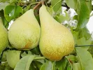 Columnar Pear (Pyrus communis) CONDO - Tutifruti SK