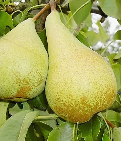 Columnar Pear (Pyrus communis) CONDO - Tutifruti SK