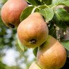 Säulenbirne (Pyrus communis) DECORA